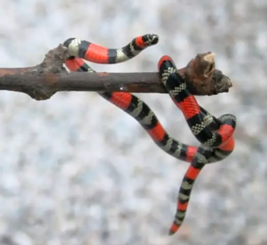 Cobra Uruguaiana (Micrurus Altirostris) 5