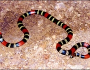 Cobra Uruguaiana (Micrurus Altirostris) 1