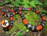 Cobra Uruguaiana (Micrurus Altirostris) 2