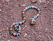 Cobra Uruguaiana (Micrurus Altirostris) 4