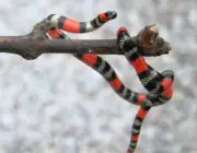 Cobra Uruguaiana (Micrurus Altirostris) 5