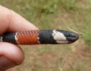 Cobra Uruguaiana (Micrurus Altirostris) 6