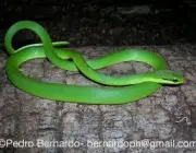 Cobra Verde 1