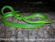 Cobra Verde 1