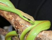 Cobra Verde 2