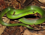 Cobra Verde 5