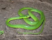 Cobra Verde 6