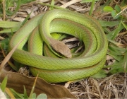 Cobra Verde 4