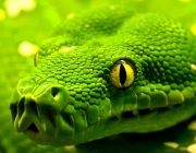Cobra Verde 5
