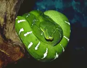 Cobra Verde 6