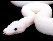 Cobras Albinas 1