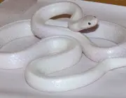 Cobras Albinas 2