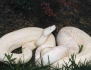 Cobras Albinas 3
