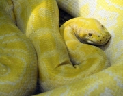 Cobras Amarelas 1