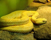 Cobras Amarelas 3