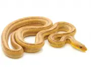 Cobras Amarelas 4