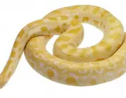 Cobras Amarelas 5