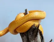 Cobra Amarela 5