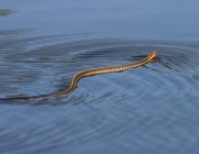 Cobras Aquáticas Brasileiras 3