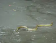 Cobras Aquáticas Brasileiras 4
