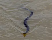 Cobras Aquáticas Brasileiras 5