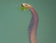 Cobras Aquáticas Brasileiras 6