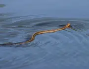 Cobras Aquáticas e Seus Venenos 1