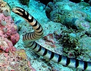Cobras Aquáticas Mais Venenosas do Mundo 1