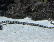 Cobras Aquáticas Mais Venenosas do Mundo 5