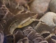 Bothrops Moojeni 1