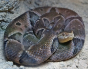 Bothrops Moojeni 2