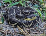 Jararacuçu (Bothrops Jararacuçu) 1