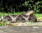 Jararacuçu (Bothrops Jararacuçu) 2