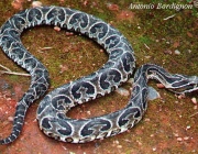 Urutu Cruzeiro (Bothrops alternatus) 1