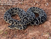 Urutu Cruzeiro (Bothrops alternatus)2