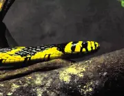 Cobras com Listras Amarelas 2