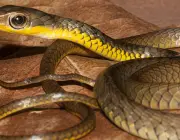 Cobras com Listras Amarelas 6