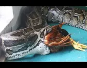 Cobras Comendo 1