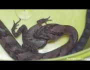 Cobras Comendo 2