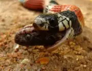 Cobras Comendo 3