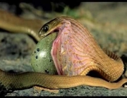 Cobras Comendo 6