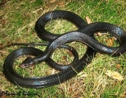 Cobras da Bahia 1