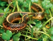 Cobras da Bahia 4