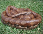 Cobras da Bahia 5