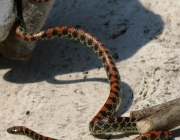 Cobras da Família  Colubridae 1