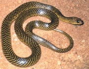 Cobras da Família  Colubridae 2
