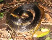 Cobras da Família  Colubridae 3