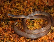 Cobras da Família  Colubridae 5