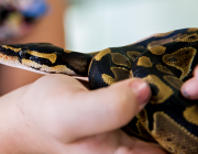 Cobras da Família  Colubridae 6