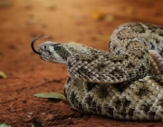 Cobras da Família Viperidae 1